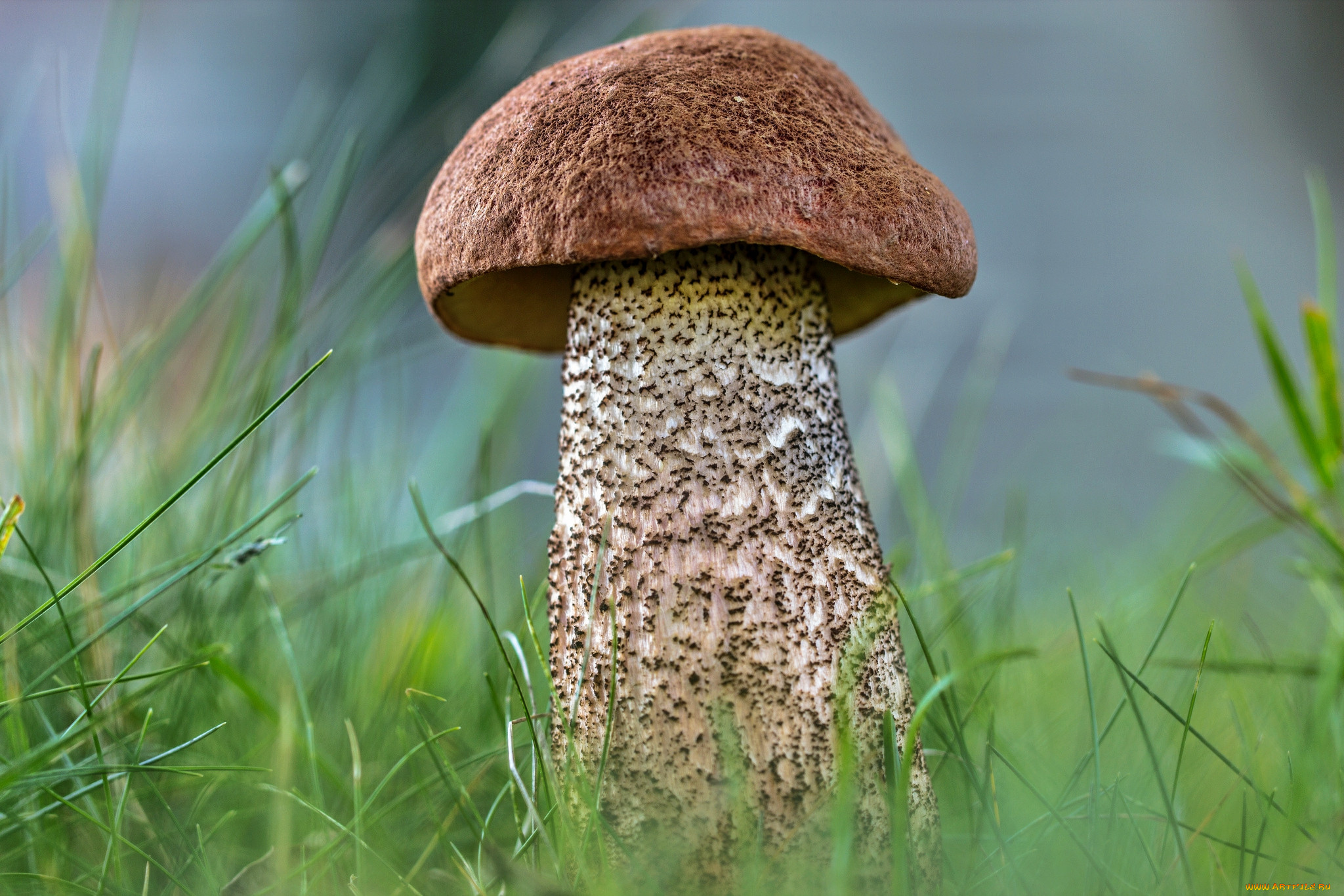 Подберезовик группа грибов. Обабок гриб великан. Подберезовик гриб. Подберёзовик обыкновенный. Съедобные грибы подберезовик.